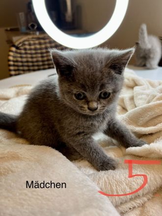 BKH babykitten Grau