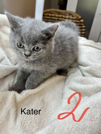 BKH babykitten Grau