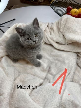BKH babykitten Grau