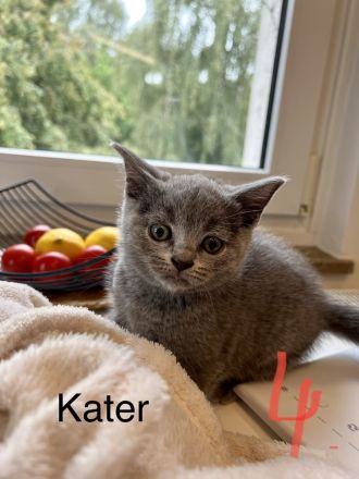 BKH babykitten Grau