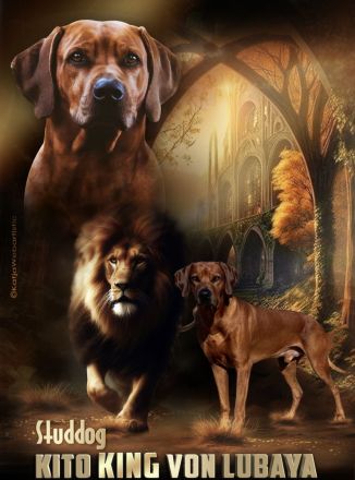 *Kito King von Lubaya*