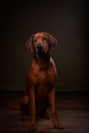 *Kito King von Lubaya*