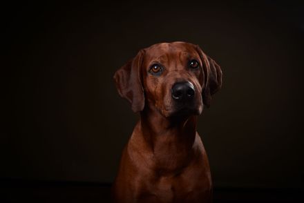 *Kito King von Lubaya*