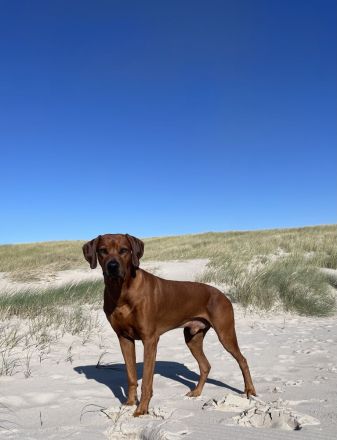 *Kito King von Lubaya*