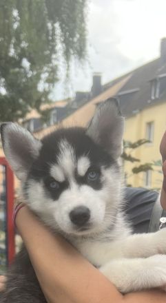 Husky Welpen