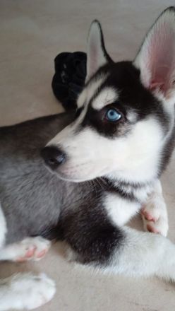 Husky Welpen