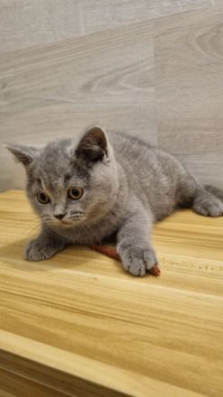 BKH Katzenbabys Kätzchen Kitten