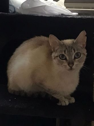 Zwei Siamkatzen dringend abzugeben