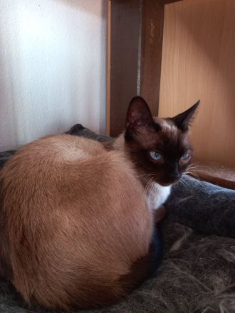 Zwei Siamkatzen dringend abzugeben