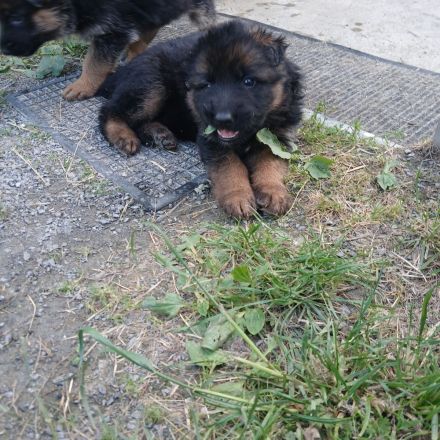 Schäferhundwelpen schwarz-braun mit roten SV-Papiere entwurmt,gechipt,geimpft EU Imfpass