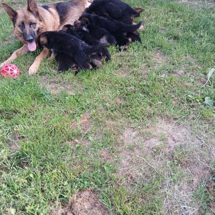 Schäferhundwelpen schwarz-braun mit roten SV-Papiere entwurmt,gechipt,geimpft EU Imfpass