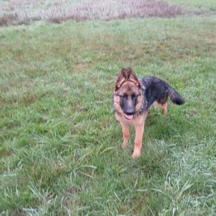 Schäferhündin 5,5 Monate schwarz-braun mit roten SV-Papiere entwurmt,gechipt,geimpft EU Imfpass