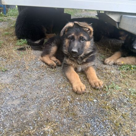 Schäferhundwelpen schwarz-braun mit roten SV-Papiere entwurmt,gechipt,geimpft EU Imfpass
