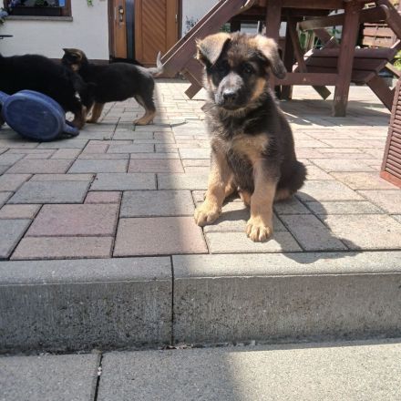 Schäferhundwelpen schwarz-braun mit roten SV-Papiere entwurmt,gechipt,geimpft EU Imfpass