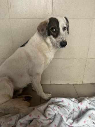 Bear - begleitest DU ihn auf dem Weg zu mehr Mut?💞