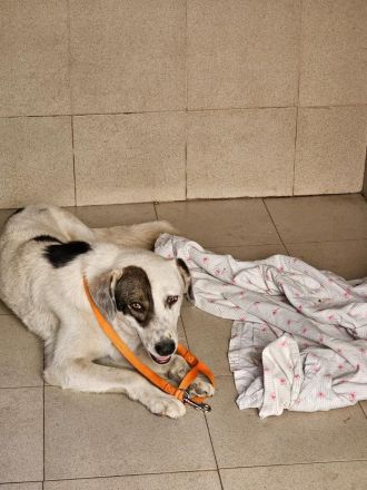 Bear - begleitest DU ihn auf dem Weg zu mehr Mut?💞