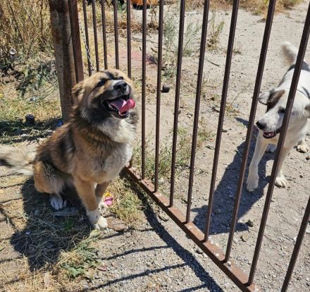 Bear - begleitest DU ihn auf dem Weg zu mehr Mut?💞