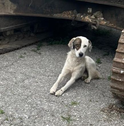 Bear - begleitest DU ihn auf dem Weg zu mehr Mut?💞