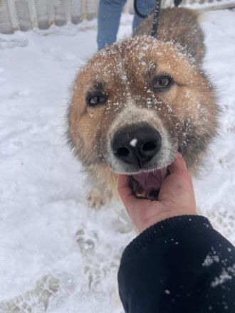 Teddy - endlich von den Ketten los!🐶