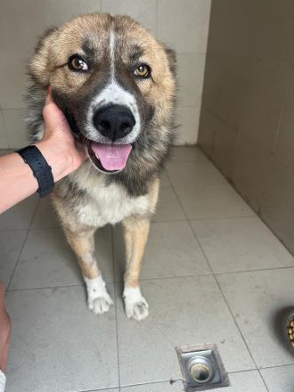 Teddy - endlich von den Ketten los!🐶