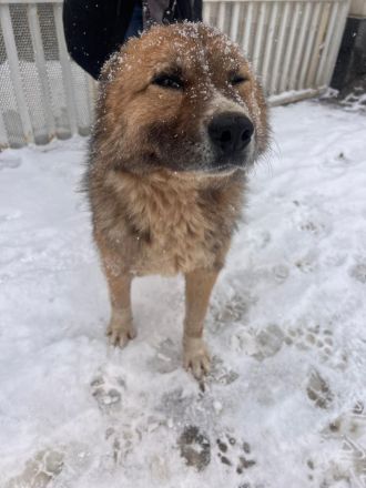 Teddy - endlich von den Ketten los!🐶