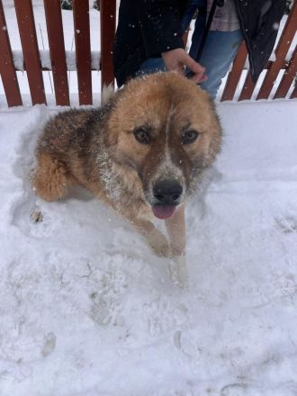 Teddy - endlich von den Ketten los!🐶