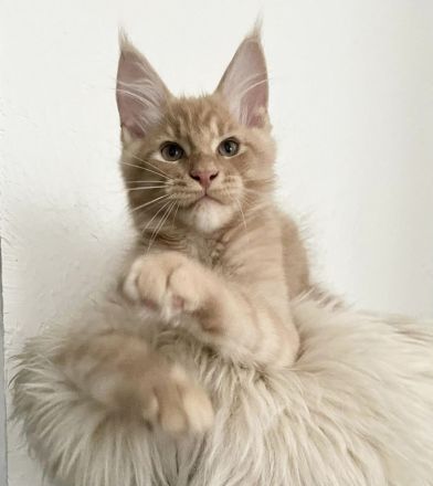 Zauberhafter creme smoke Maine Coon Kater - Kitten m. Stammbaum