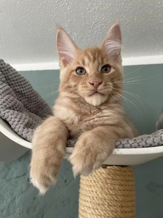 Zauberhafter creme smoke Maine Coon Kater - Kitten m. Stammbaum