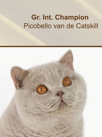 Britisch Kurzhaar Kitten mit Stammbaum