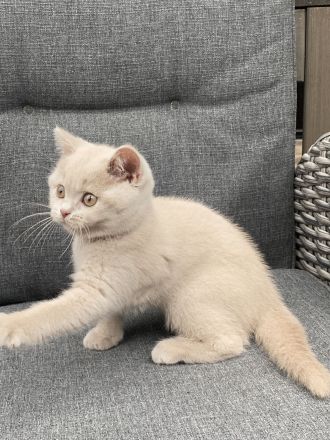 Britisch Kurzhaar Kitten mit Stammbaum