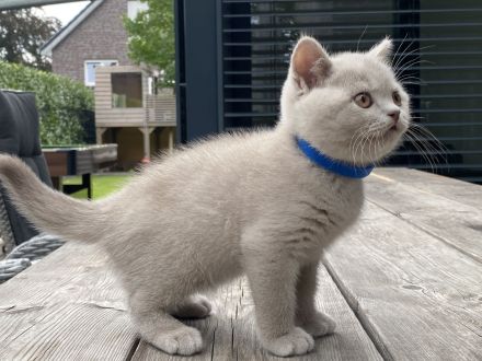 Britisch Kurzhaar Kitten mit Stammbaum