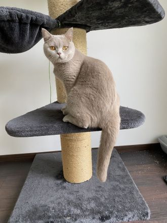 Britisch Kurzhaar Kitten mit Stammbaum