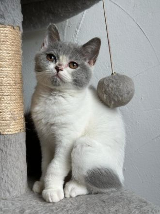 British Kurzhaar BKH