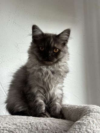 British Kurzhaar BKH