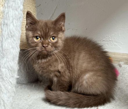 British Kurzhaar BKH