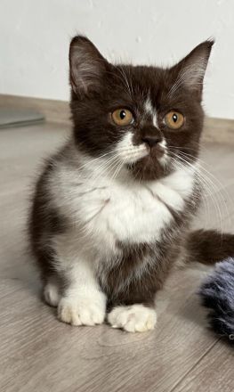 British Kurzhaar BKH