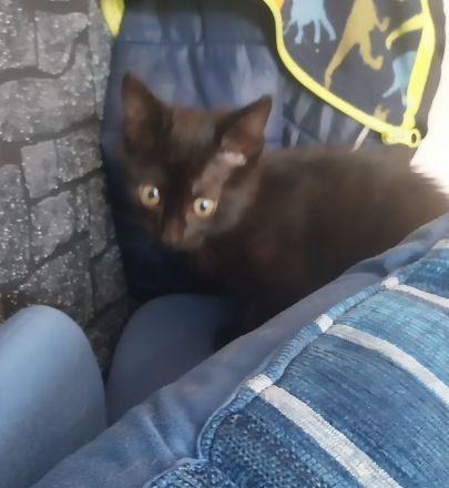 1 schwartze babykatze Mädchen suche neue Besitzer