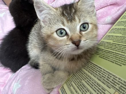 BKH kater sucht ein neues Zuhause!