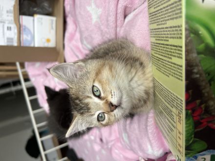 BKH kater sucht ein neues Zuhause!