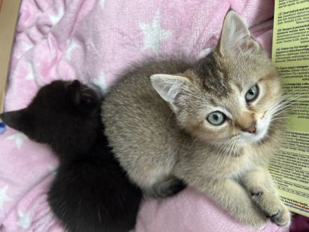 BKH kater sucht ein neues Zuhause!