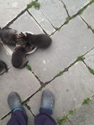 Babykätzchen zu verkaufen