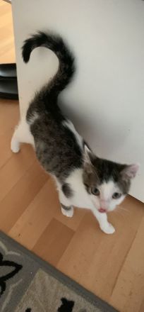 Zwei kleine Kätzchen