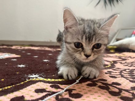 Wunderschöne babykatzen zu verkaufen.