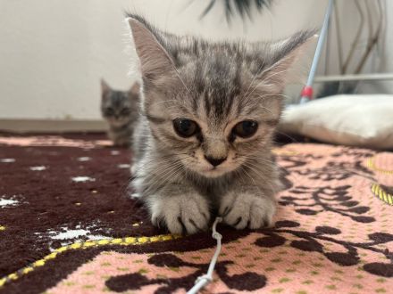 Wunderschöne babykatzen zu verkaufen.