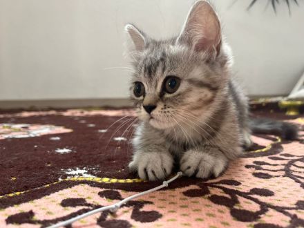 Wunderschöne babykatzen zu verkaufen.