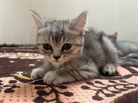 Wunderschöne babykatzen zu verkaufen.