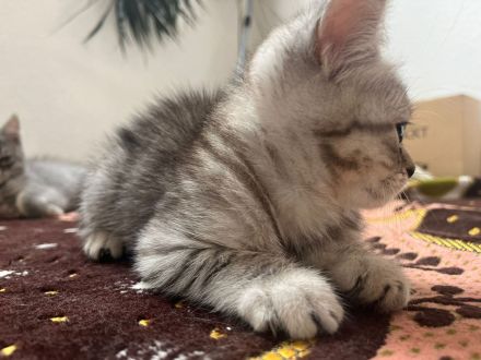 Wunderschöne babykatzen zu verkaufen.