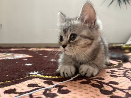 Wunderschöne babykatzen zu verkaufen.