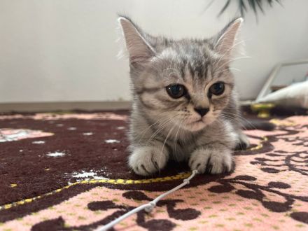 Wunderschöne babykatzen zu verkaufen.