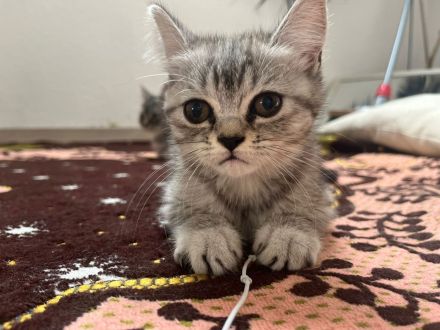 Wunderschöne babykatzen zu verkaufen.